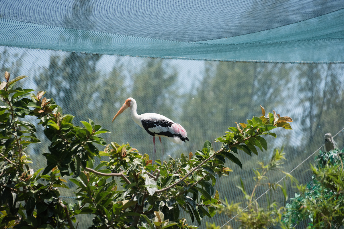 Hoạt động giải trí ở Quy Nhơn - FLC Zoo Safari