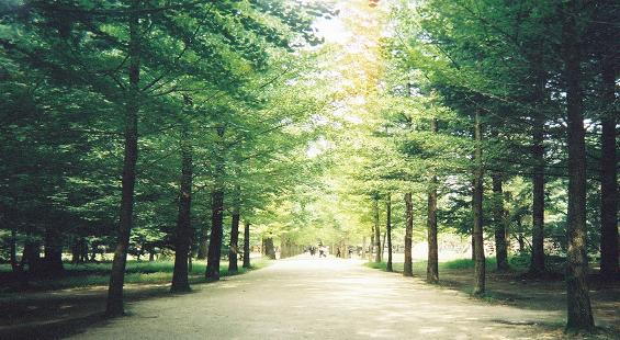 Nami Island Travel - Explore the Korean Tourist Paradise