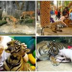 Khám phá công viên Sriracha Tiger Zoo, Thái Lan cùng Focus Asia Travel