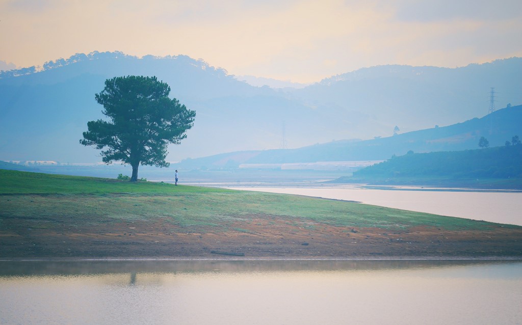 Hồ Suối Vàng Đà Lạt - Cây thông cô đơn