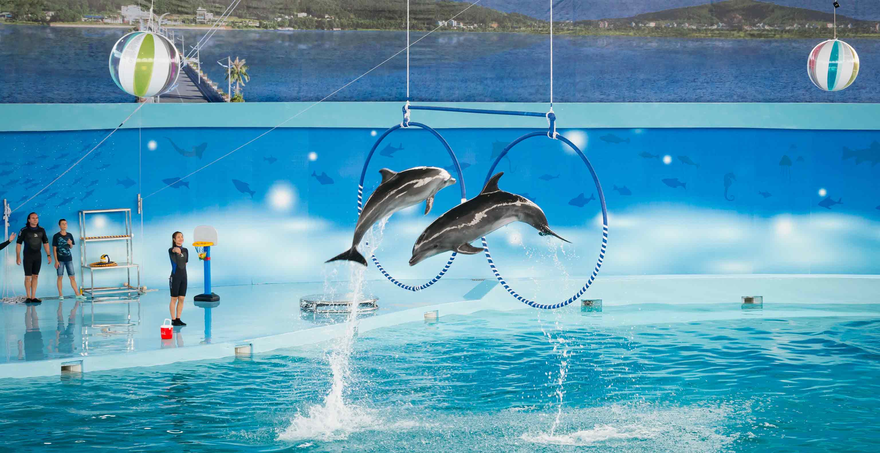 Baara Land dolphin show