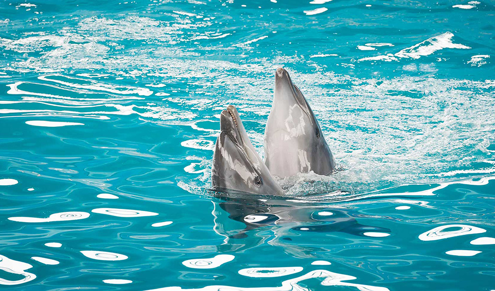Baara Land dolphin