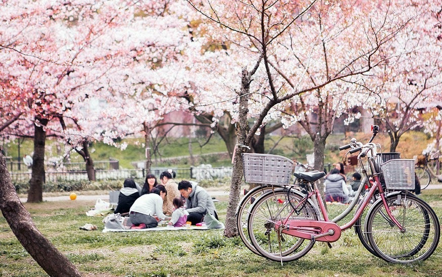 Discover Beautiful Hanami Cherry Blossom Festival In Japan
