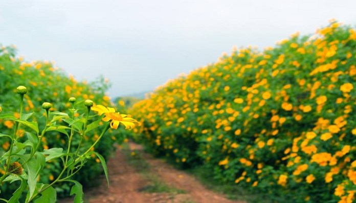 Sunflower fields in Dalat