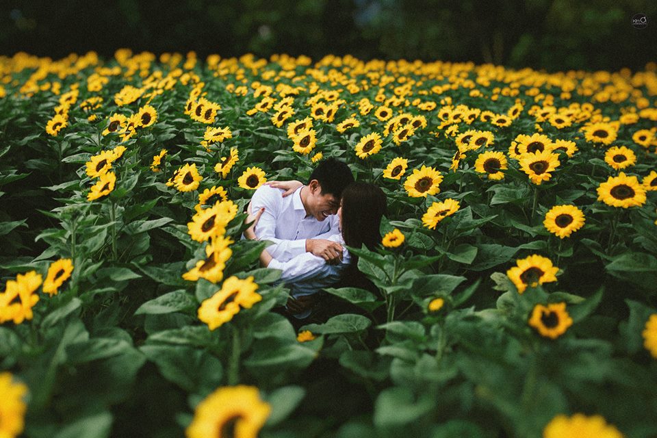 Sunflower fields in Dalat