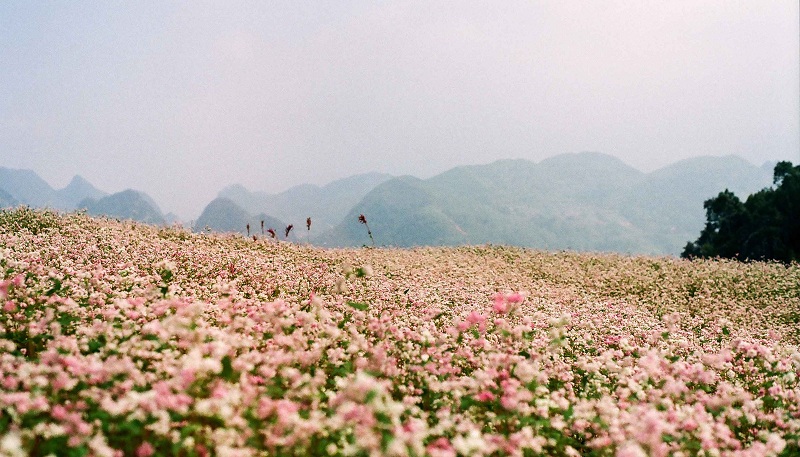 Dalat flower season - Field of triangular flowers at the foot of Ta Nung Pass