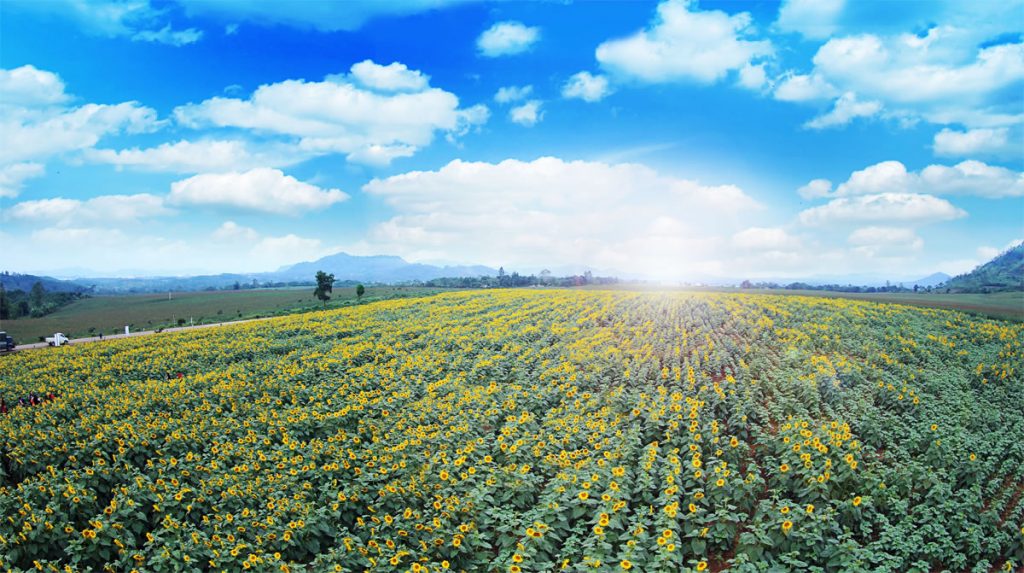 Dalat sunflower fields - Focus Asia and Vietnam Travel & Leisure