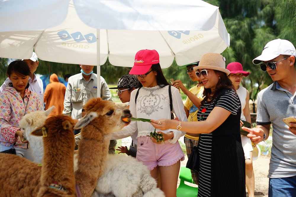 Hoạt động giải trí ở Quy Nhơn - FLC Zoo Safari