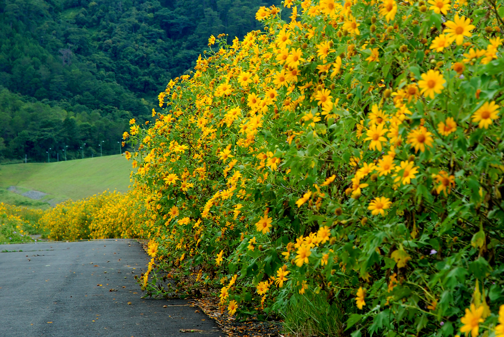 Dalat flower season - Wildflowers cover both sides of the road