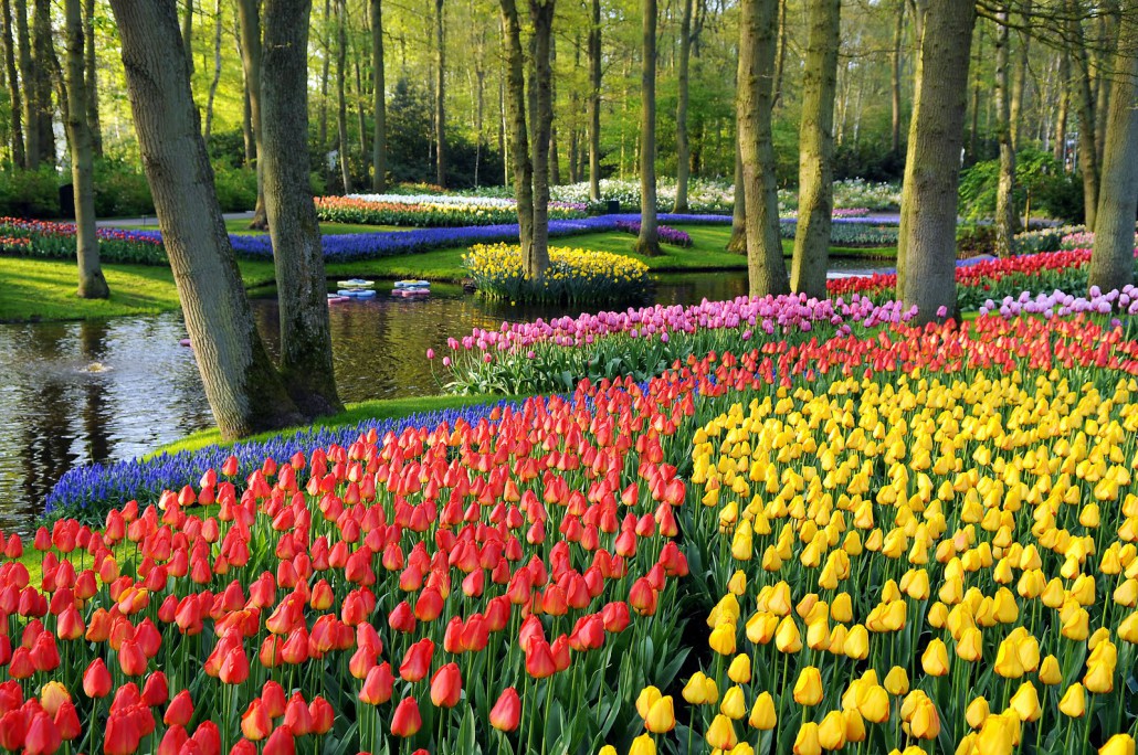Kinh nghiệm du lịch Hà Lan - Khu vườn Keukenhof