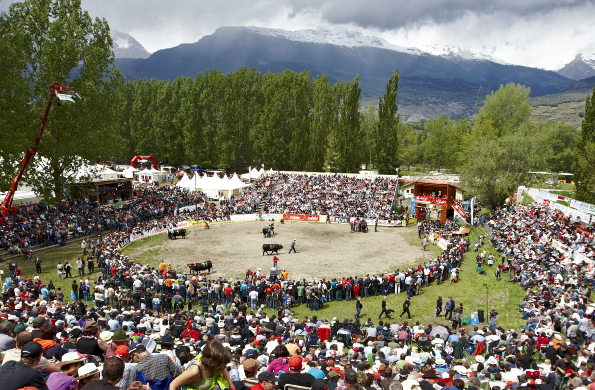 Những lễ hội Thụy Sỹ ấn tượng và độc đáo - Lễ hội đấu bò Thụy Sỹ