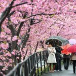 Khám Phá Lễ Hội Hoa Anh Đào Hanami Tuyệt Đẹp Tại Nhật Bản