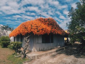 Khám phá Bảo Lộc - Nhà gỗ mái hoa Rạng Đông