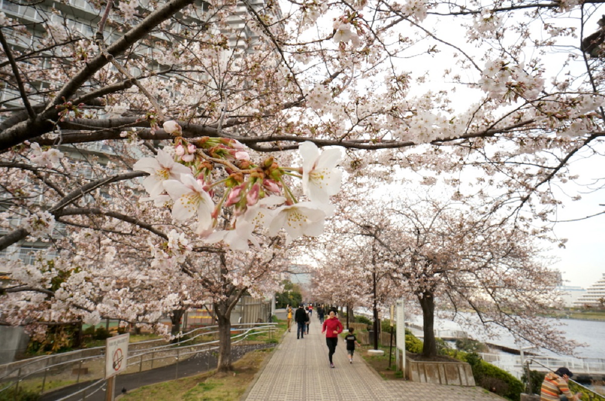 Yang di jepang. Погода в Токио. Золотое кольцо в Японии фото.