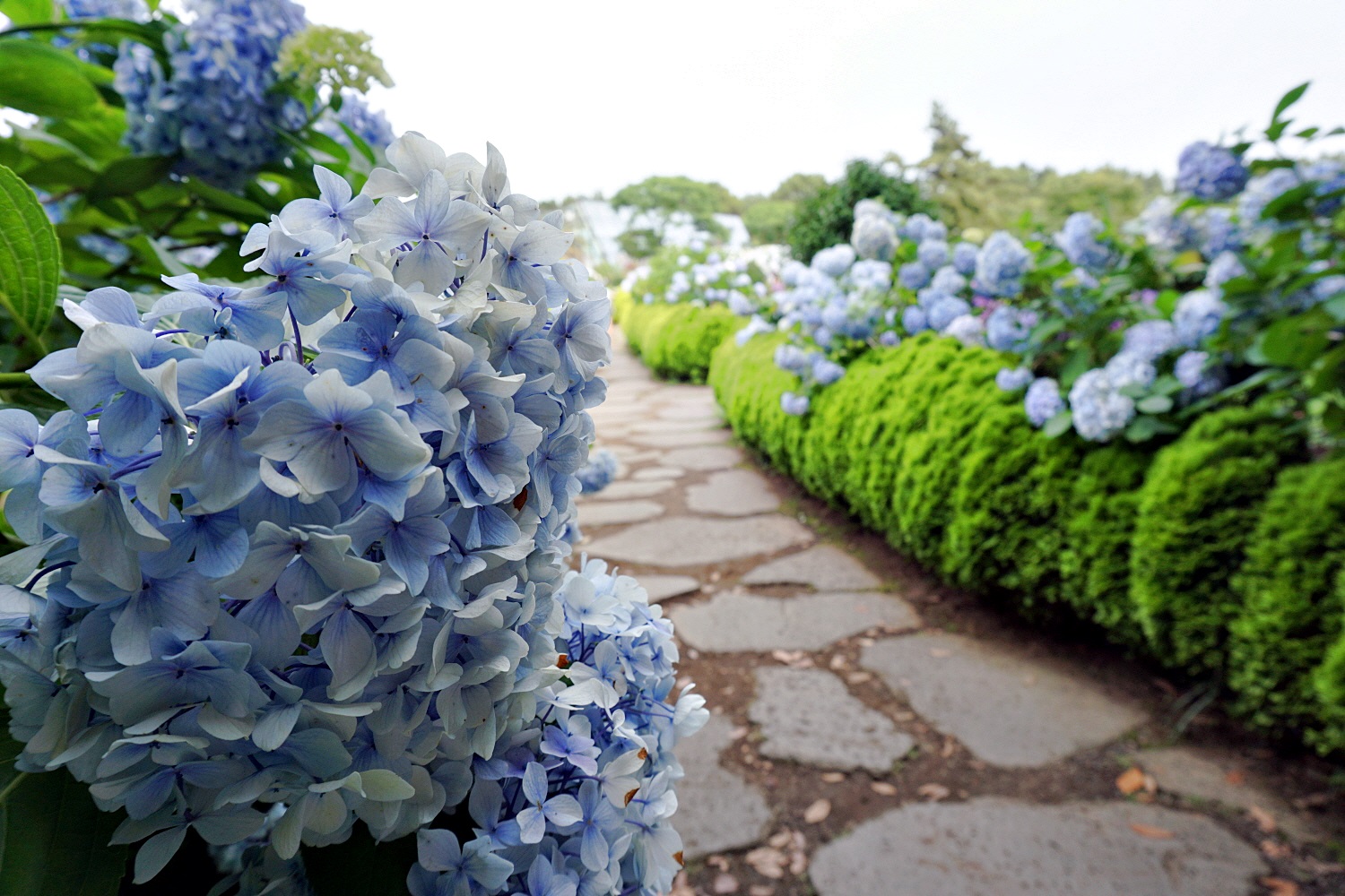 Kinh nghiệm du lịch đảo Jeju - Camellia Hill