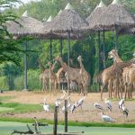 Công viên Safari - Du lịch Thái Lan Tết 2019