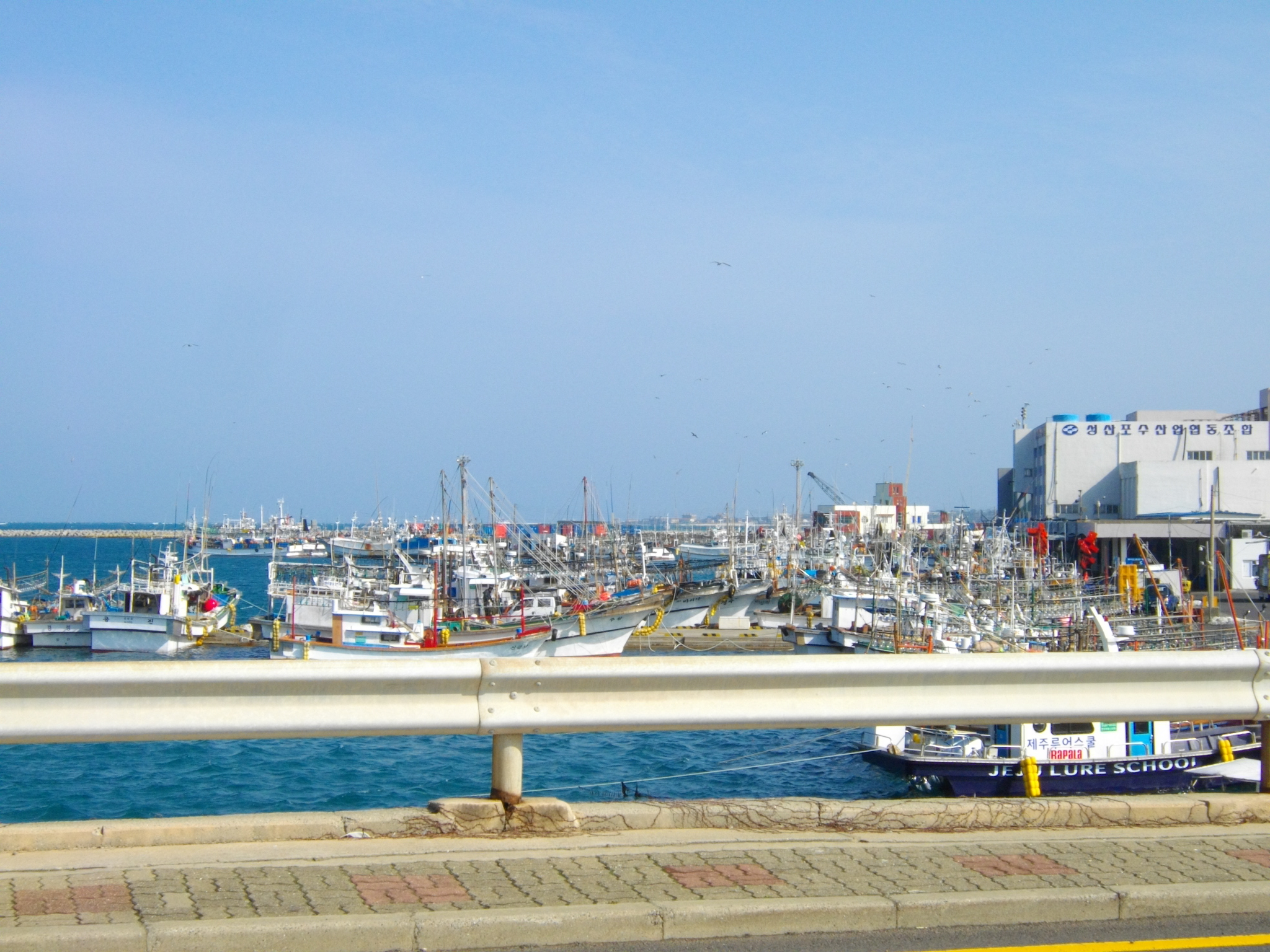 Kinh nghiệm du lịch đảo Jeju - Sungsan harbor