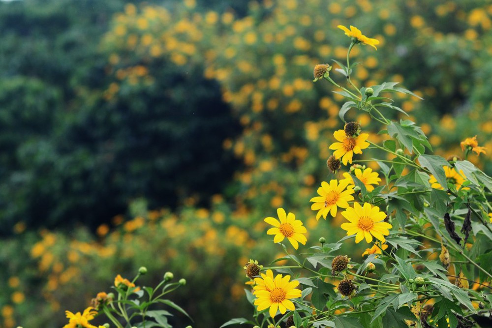 Wildflowers at Ba Vi National Park - Destination near Hanoi
