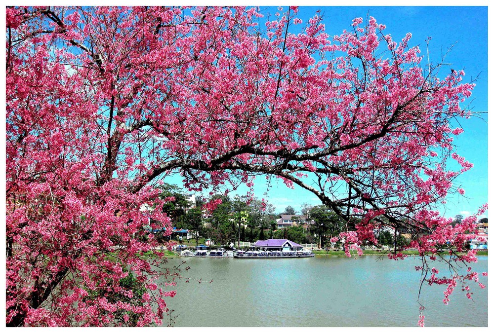 Da Lat cherry blossom season - travel in March
