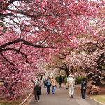 Lễ hội Hanami – lễ hội hoa anh đào tuyệt đẹp ở Nhật Bản