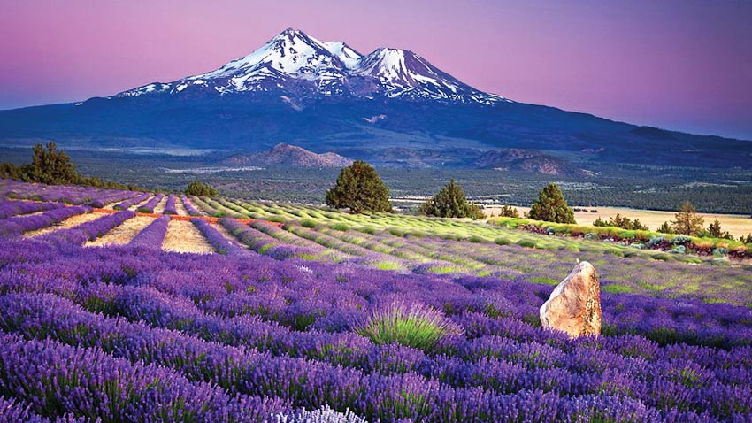 Tour Cung Đường Vàng TPHCM - TOKYO – FUJI – KYOTO – OSAKA 6N5Đ - Ảnh 8