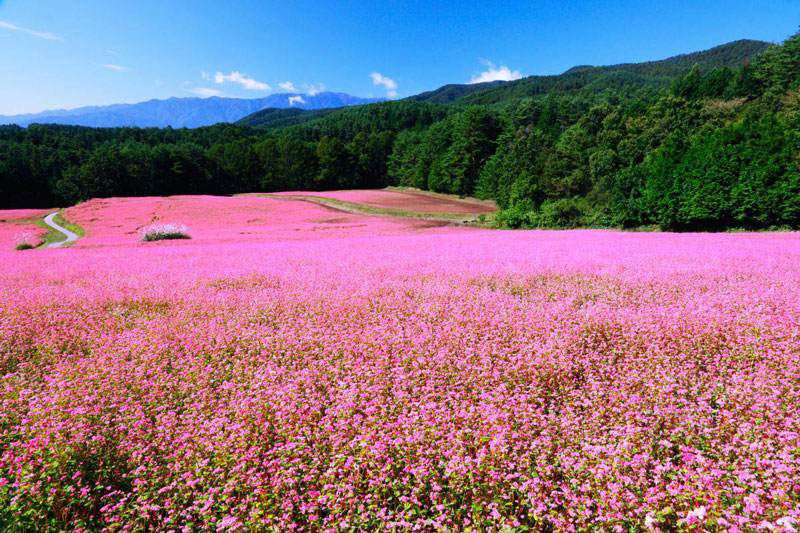 Ha Giang tourism season is the most beautiful