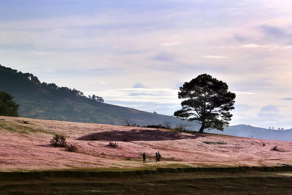 Da Lat rose grass hill lonely pine tree area
