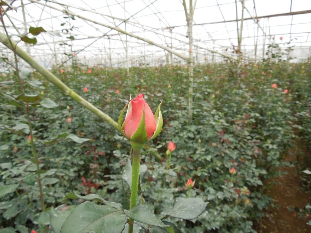 Dalat rose garden