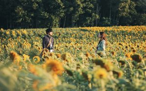 Sunflower field - Dalat flower season
