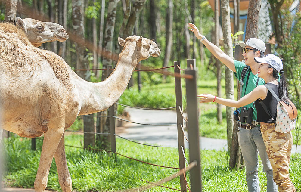 Hành trình Madagasca tại Vườn thú Safari Phú Quốc