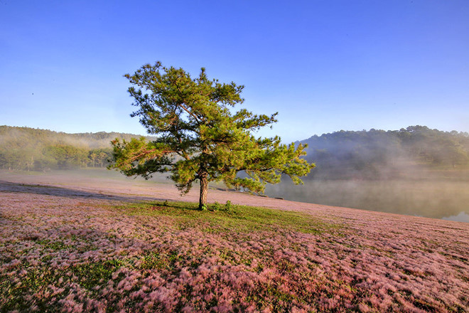 The road to the rose grass hill in the lonely pine area