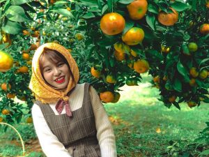 Vườn cam canh Môcj Châu
