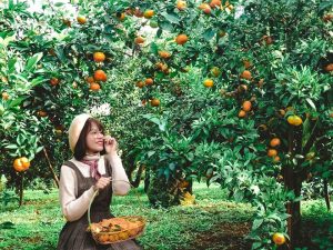 Vườn cam canh ở Mộc Châu