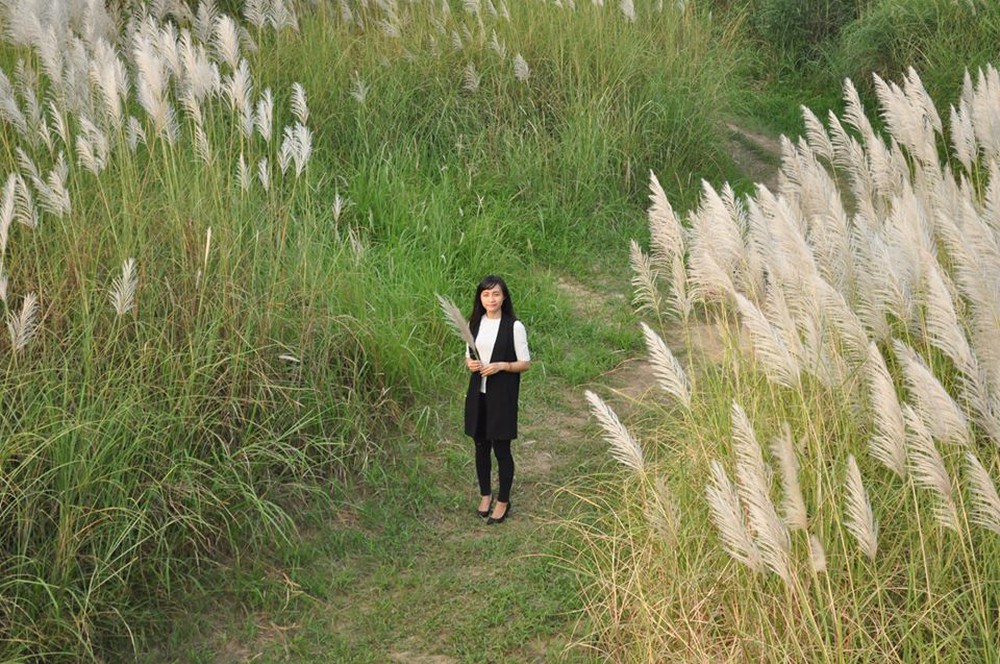 Những cánh đồng cỏ lau Hà Nội thu hút khách du lịch ngày chớm đông