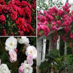 Vườn hoa Hồng Đà Lạt: Khám phá xứ sở ngàn hoa