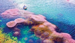 Du lịch hồ tảo hồng Đà Lạt