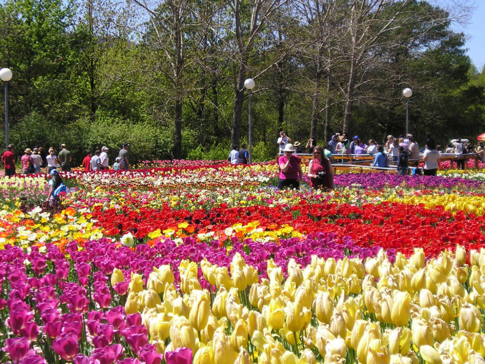 Da Lat dry flower forest tourist area