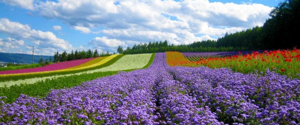 Dalat Flower Forest