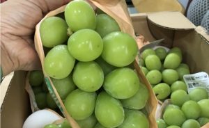 Trái nho thơm ngon và to trong mùa trái cây tại Nhật Bản