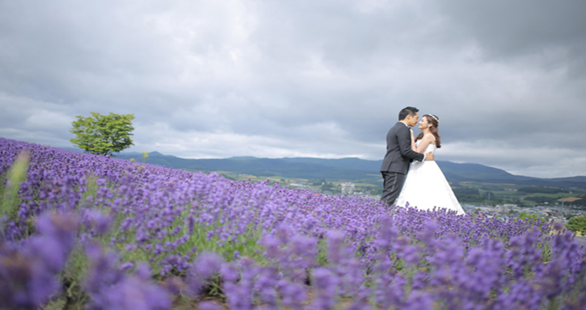 vườn hoa lavender