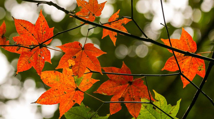 Da Lat maple leaf forest