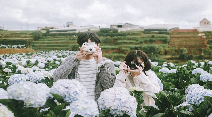 Lac Duong hydrangea field