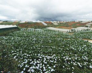 Top 3 vườn hoa cẩm tú cầu Đà Lạt đẹp nhất không nên bỏ lỡ