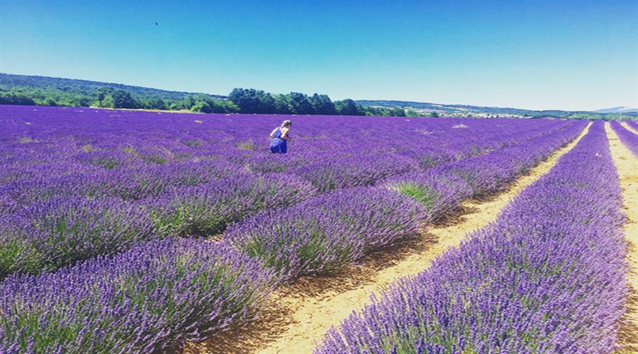 Lavender garden at Cau Dat