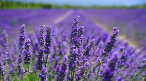 hoa lavender - review du lịch Đà Lạt