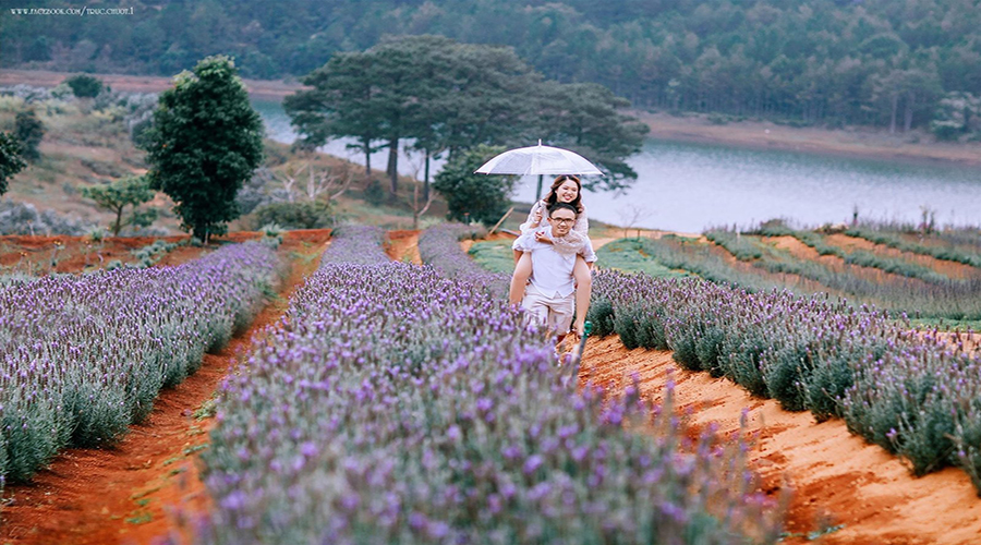 lavender flower garden in Dalat