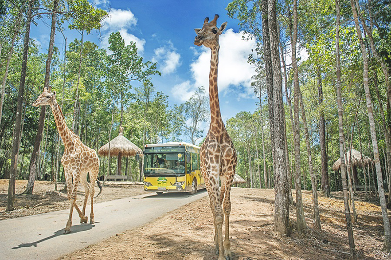 Khám phá vườn thú Safari Phú Quốc có gì?
