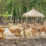 Khám phá vườn thú Safari Phú Quốc có gì?
