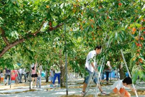 Mùa trái cây Nhật Bản