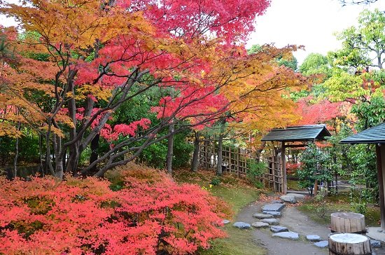 ngắm mùa lá đỏ mùa thu Nhật Bản